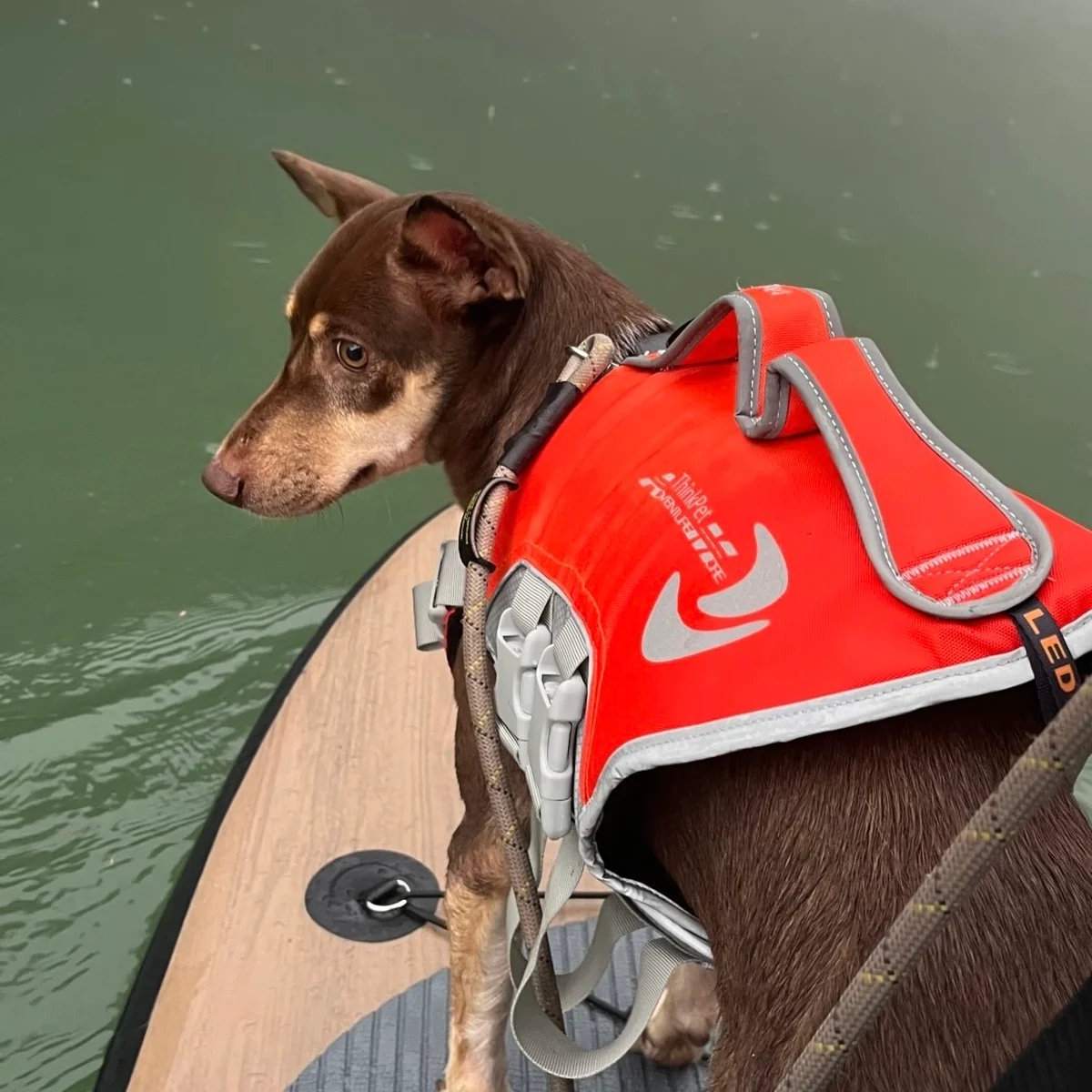 SUPを楽しんでいる犬の写真