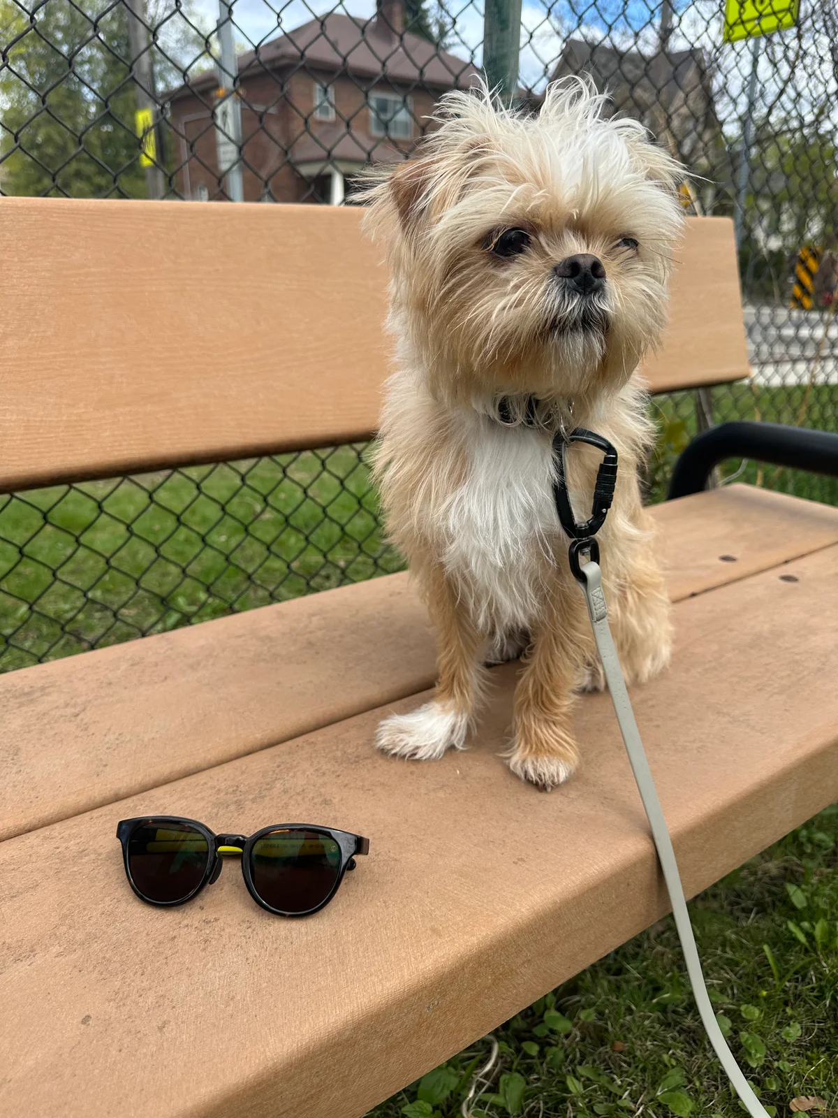 EYEVOL LEIFER III (49) 　と犬の画像