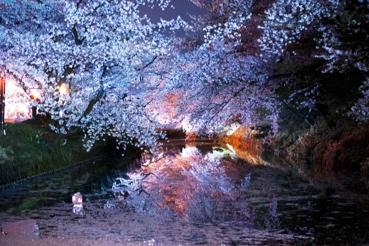 クライマックスは弘前の桜！「蜷川実花展 の画像_2