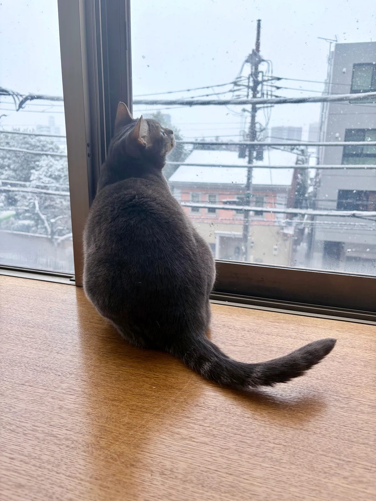 雪を見る猫の画像