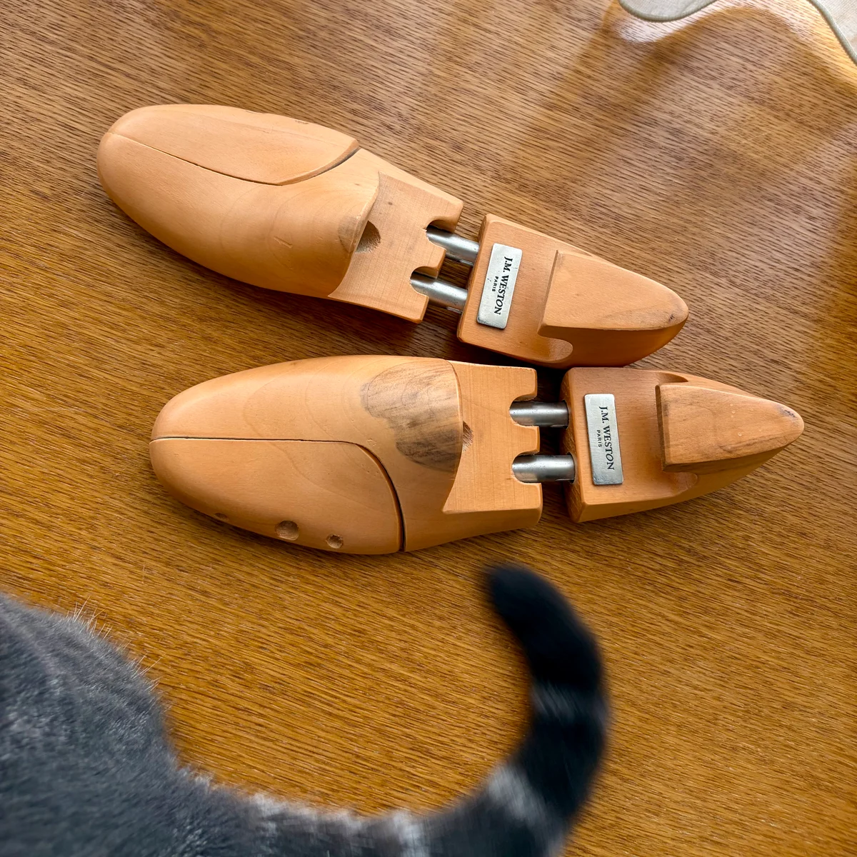 シューツリーと猫の画像