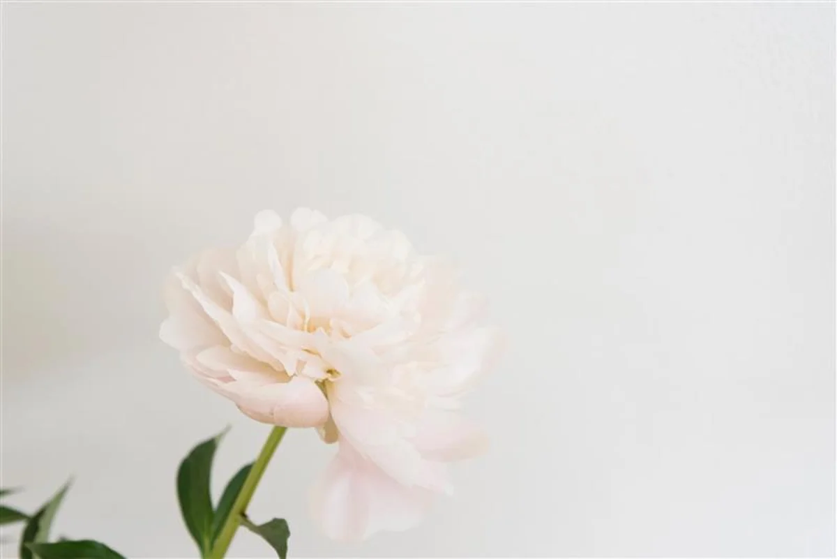 ローズよりも爽やか。春から夏が旬のピオニの画像_2