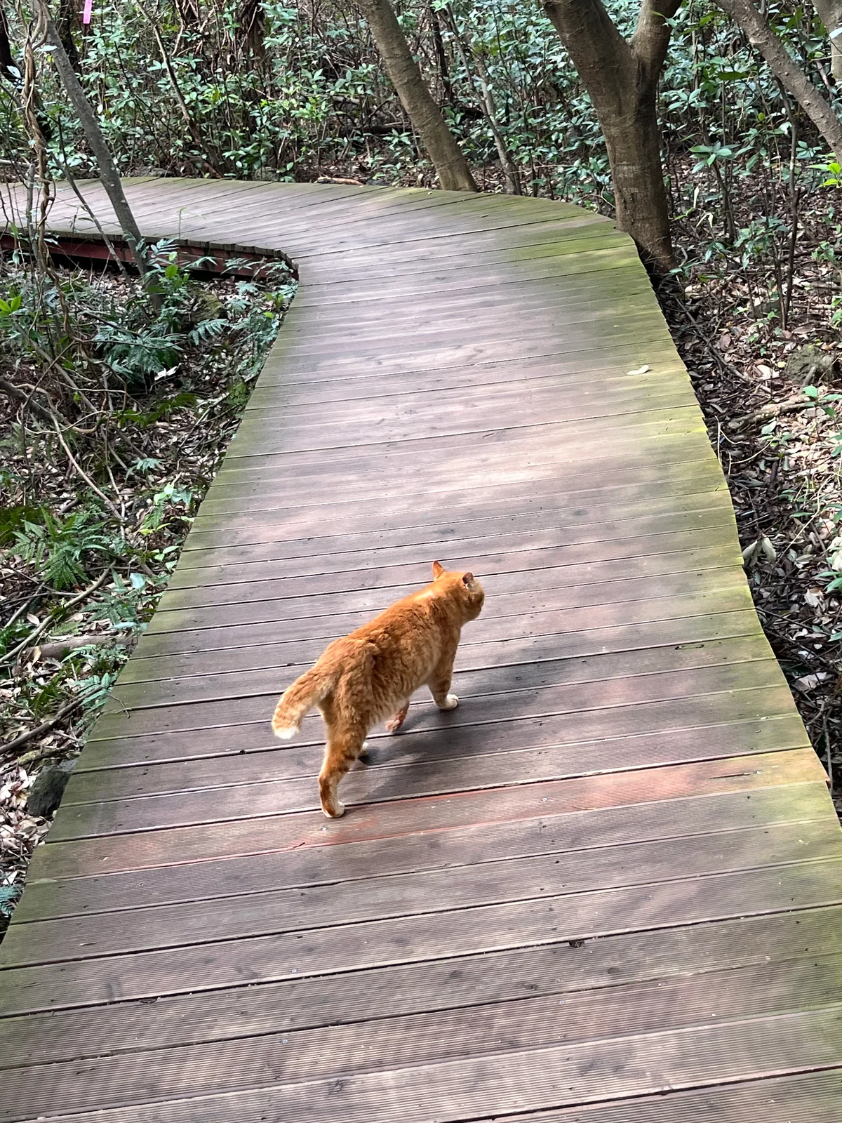 【済州島】で立ち寄りたい、ウェルネスアドの画像_16
