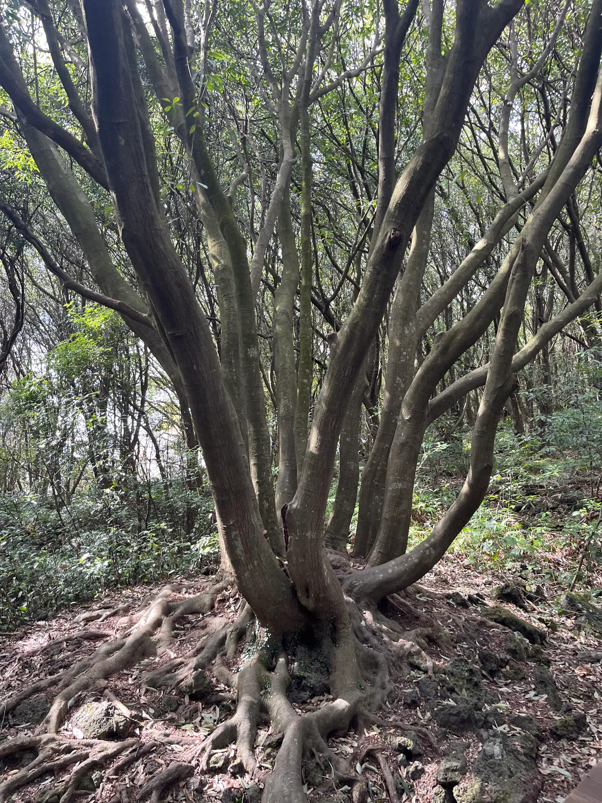 【済州島】で立ち寄りたい、ウェルネスアドの画像_14