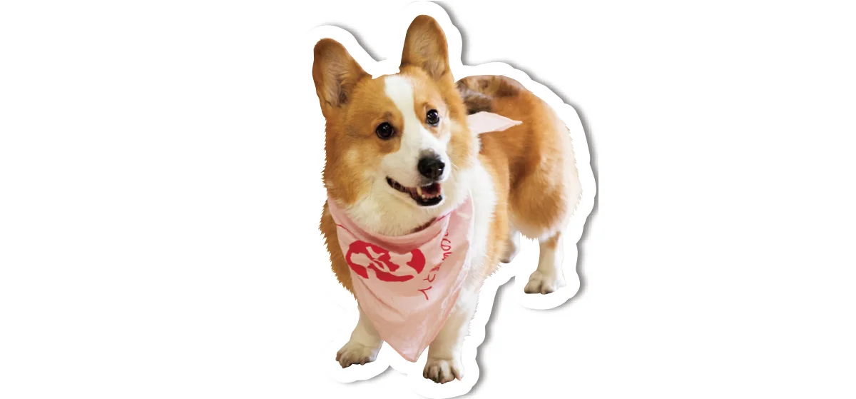 セラピー犬のエルモ