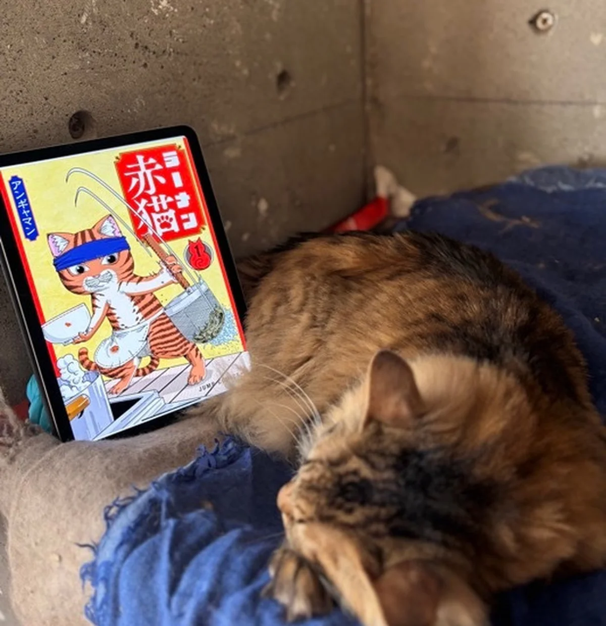 デジタルコミック「ラーメン赤猫」を眺める猫