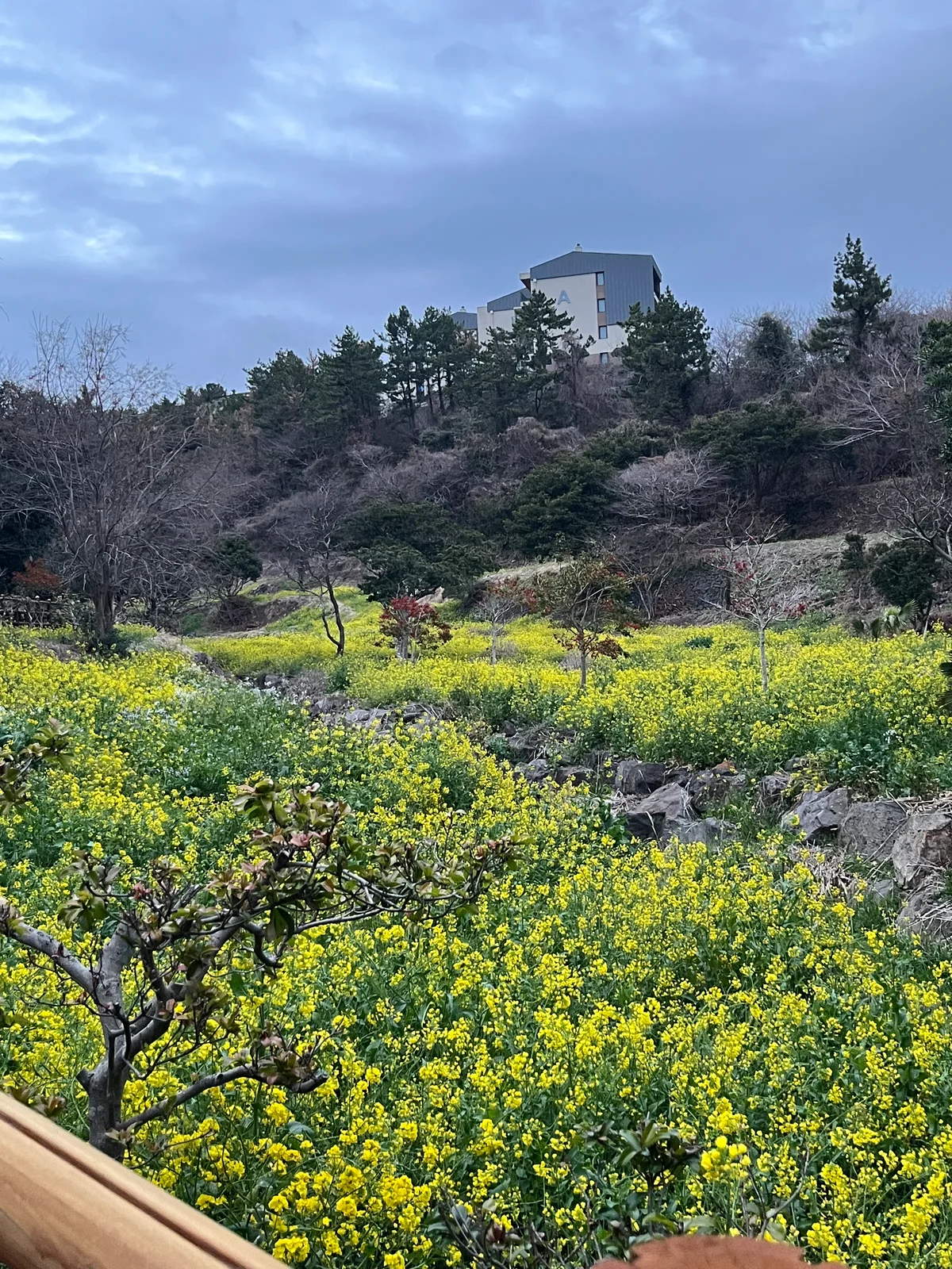 【済州島】で立ち寄りたい、ウェルネスアドの画像_28