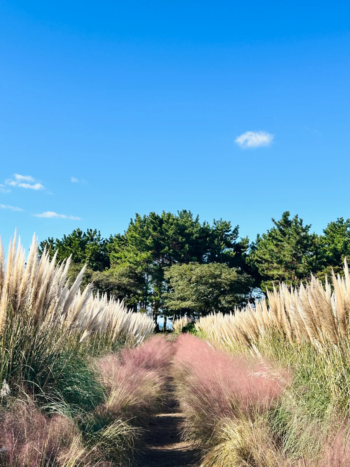 セミドンサン/새미동산　ピンクミューリー　ススキ