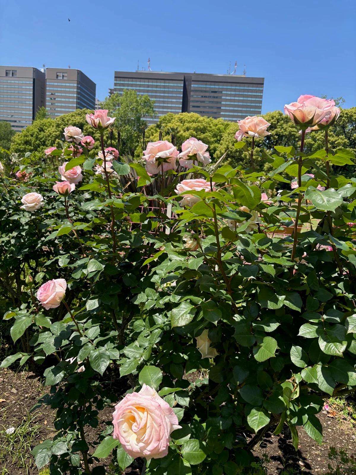 週末は日比谷公園へ！ アートに出合える【の画像_5