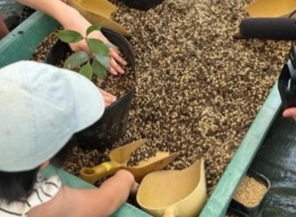 【スターバックス】と【霧島酒造】がmorの画像_2