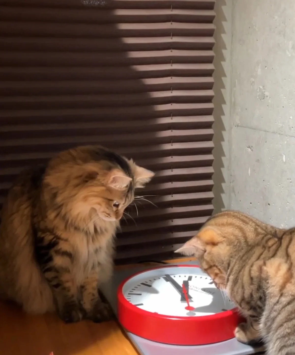 MONDAINE モンディーン　スイス鉄道時計　覗き込む猫