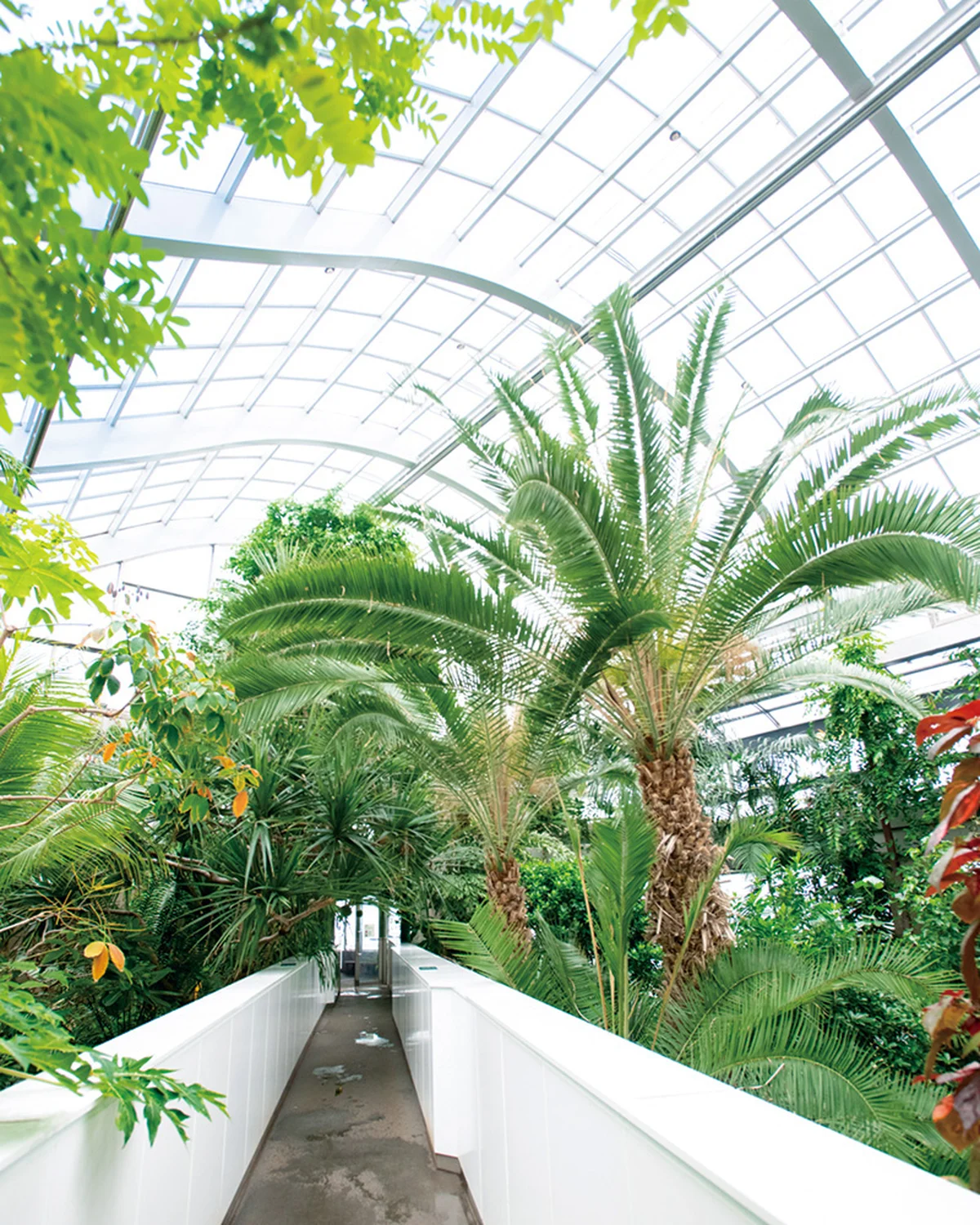 熱帯環境植物館@板橋／Tropical の画像_1