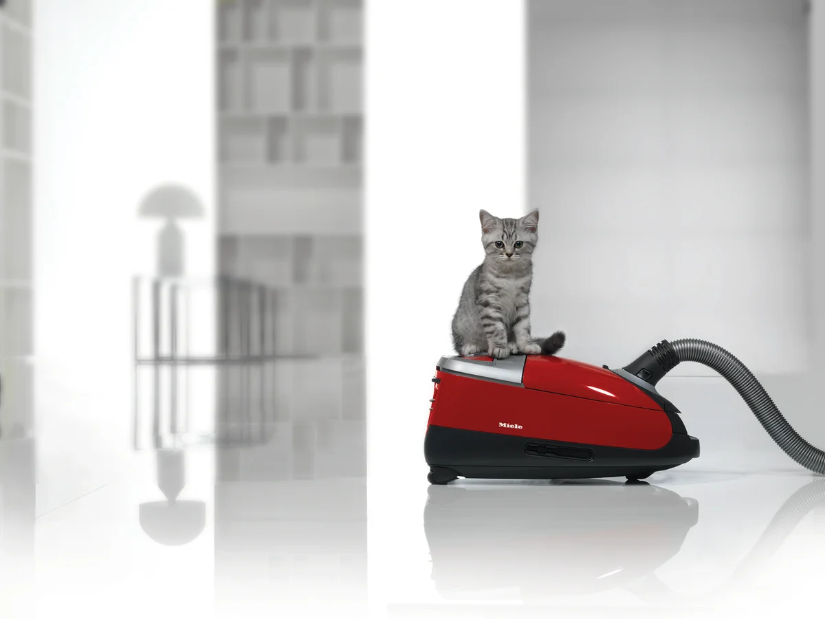 2月22日は猫の日! 【ミーレ】のペットの画像_1