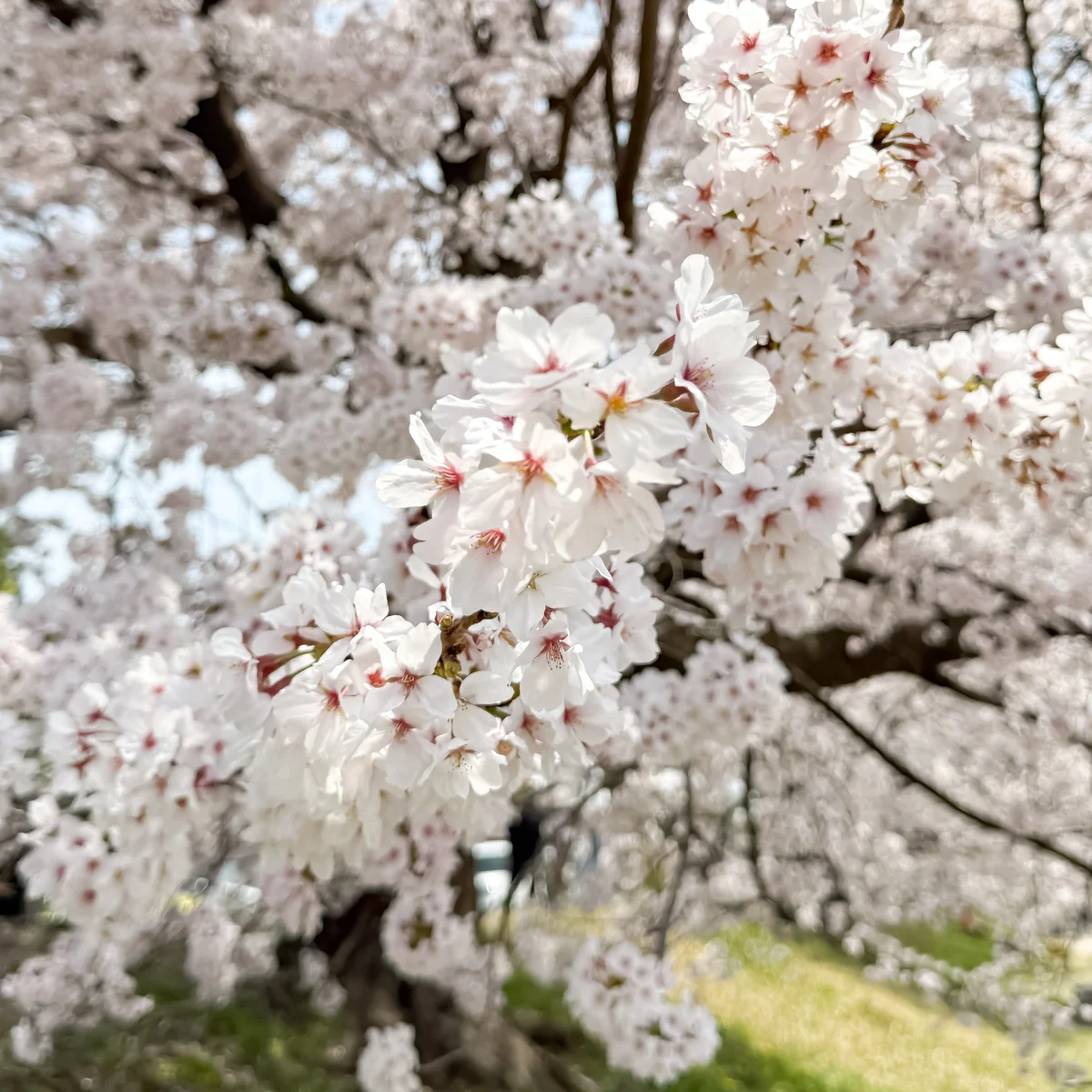 京都　桜　花見