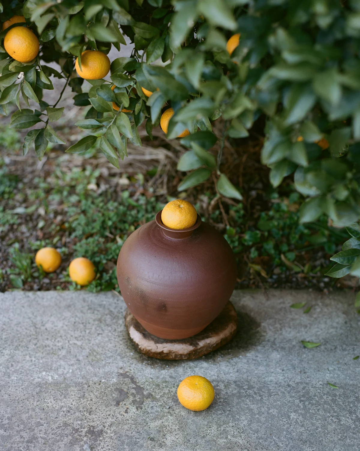 【済州島】で立ち寄りたい、ウェルネスアドの画像_9