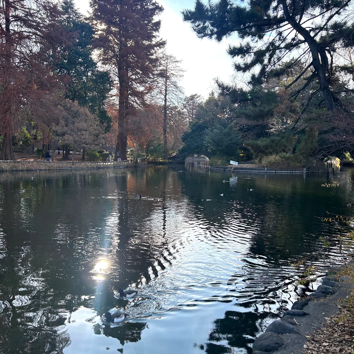 石神井公園