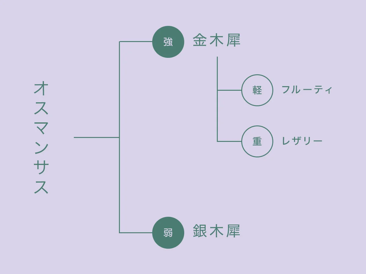 あなたが欲しいのは金木犀？　銀木犀？　オの画像_1