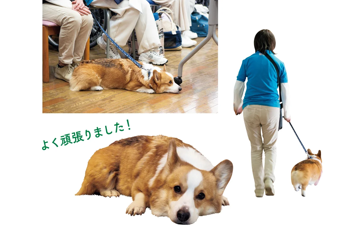 セラピー犬の活動