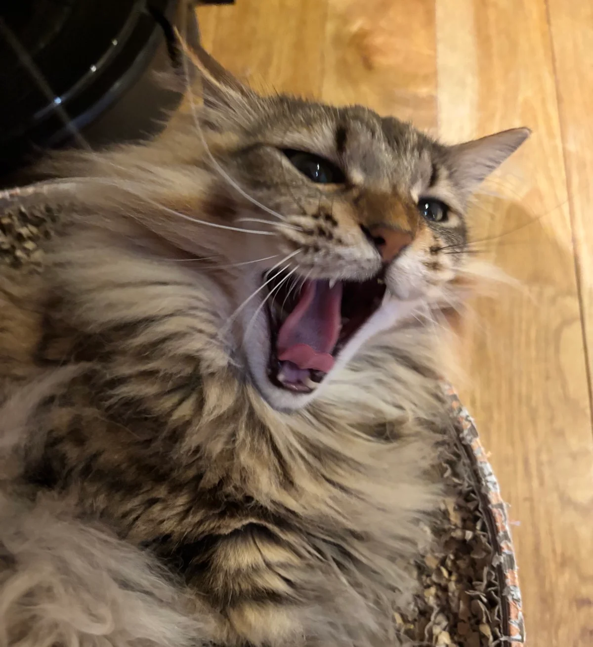 河鍋暁斎《猫又》に似た猫