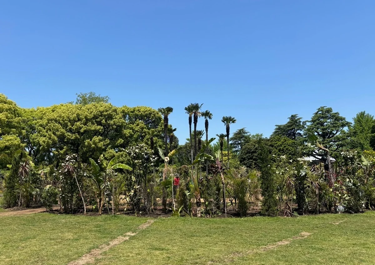 小金沢健人＋西畠清順による、直径28mの円形ジャングル『Forest for Momentum（流れを生む森）』。