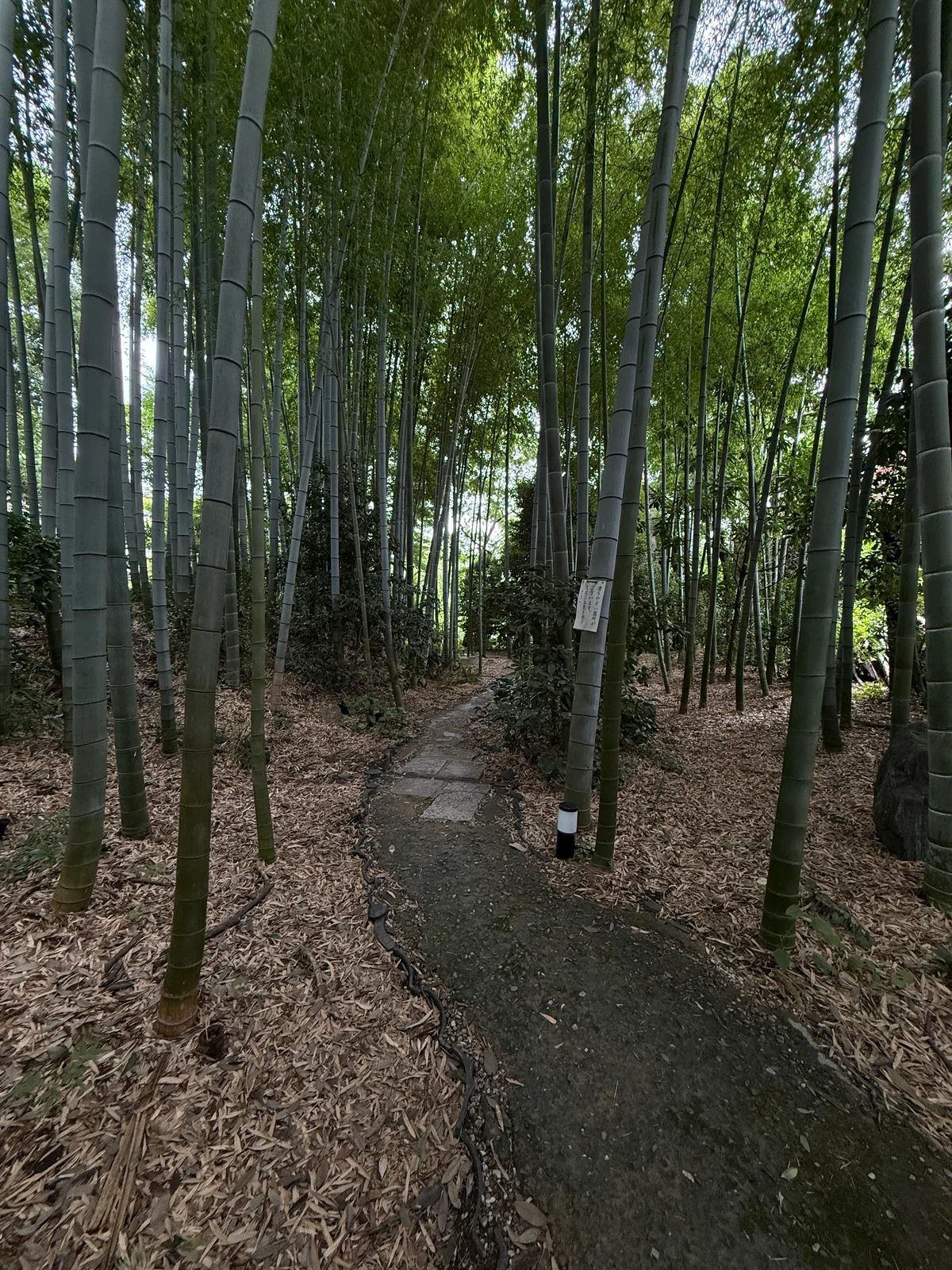 武相荘　旧白洲邸　白州次郎　竹林