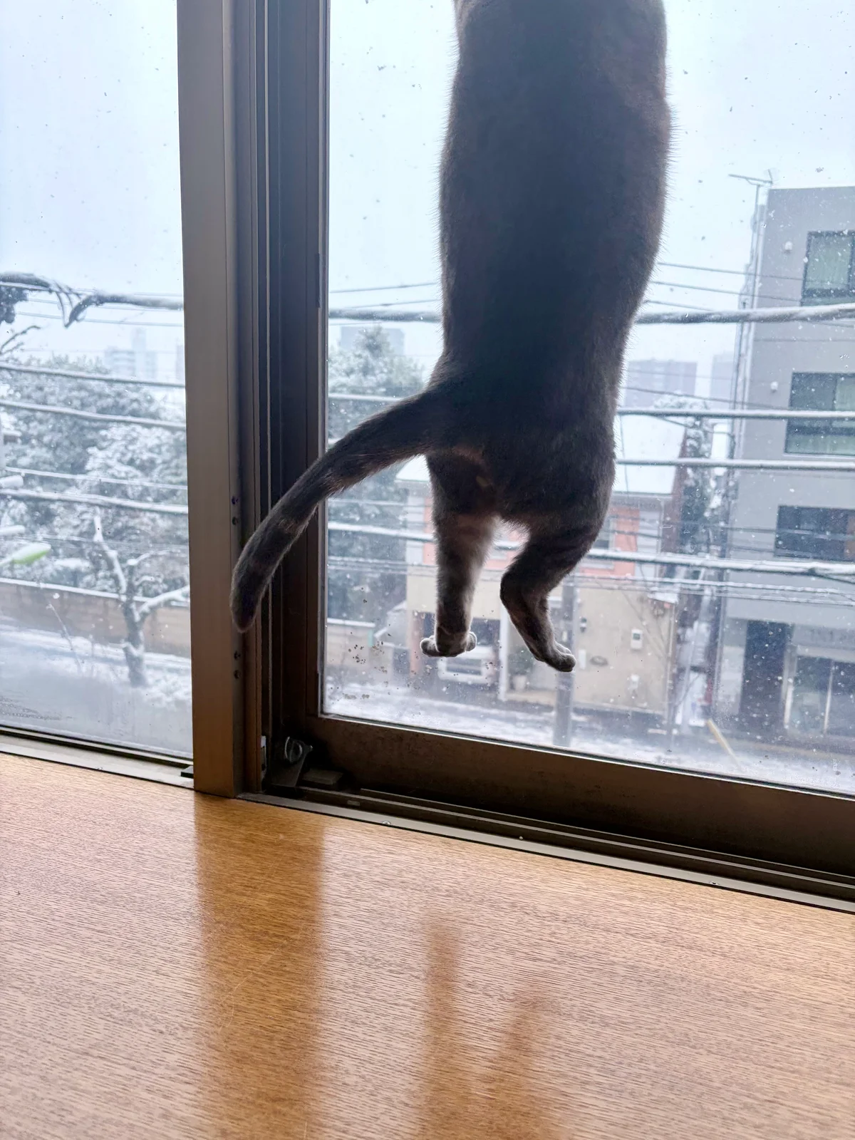 雪に飛び掛かる猫の画像