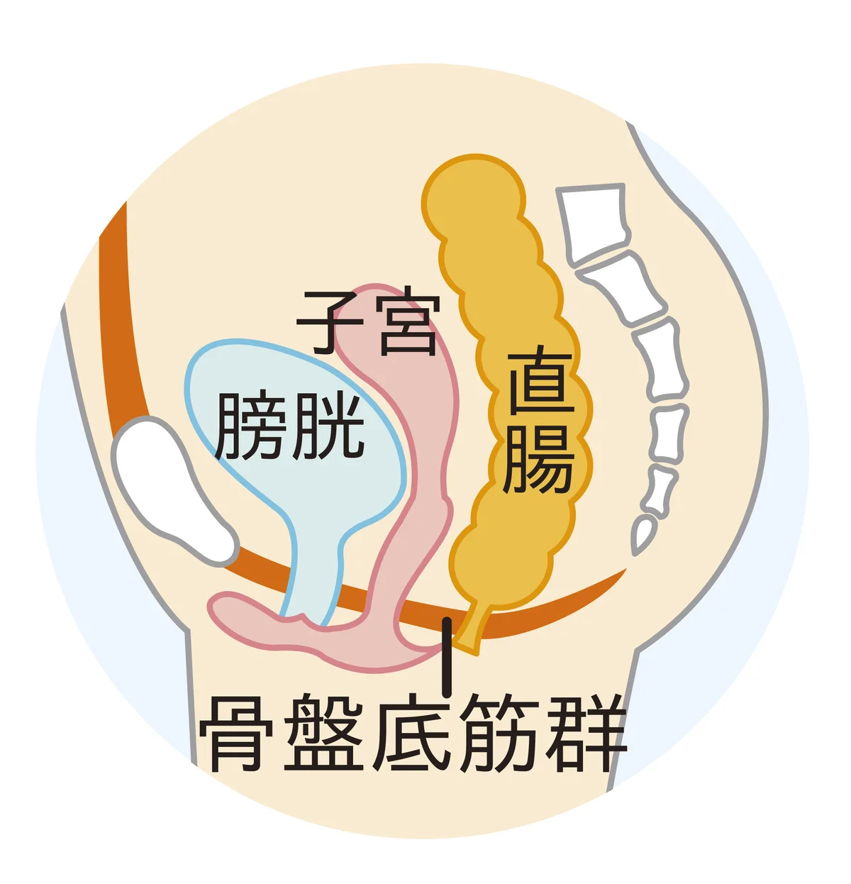 骨盤底筋は、早いうちから鍛えるが吉！ クの画像_1