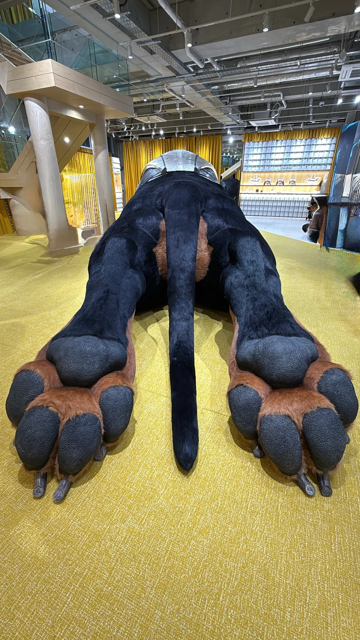 【タンバリンズ】あのワンコがやって来た!の画像_3