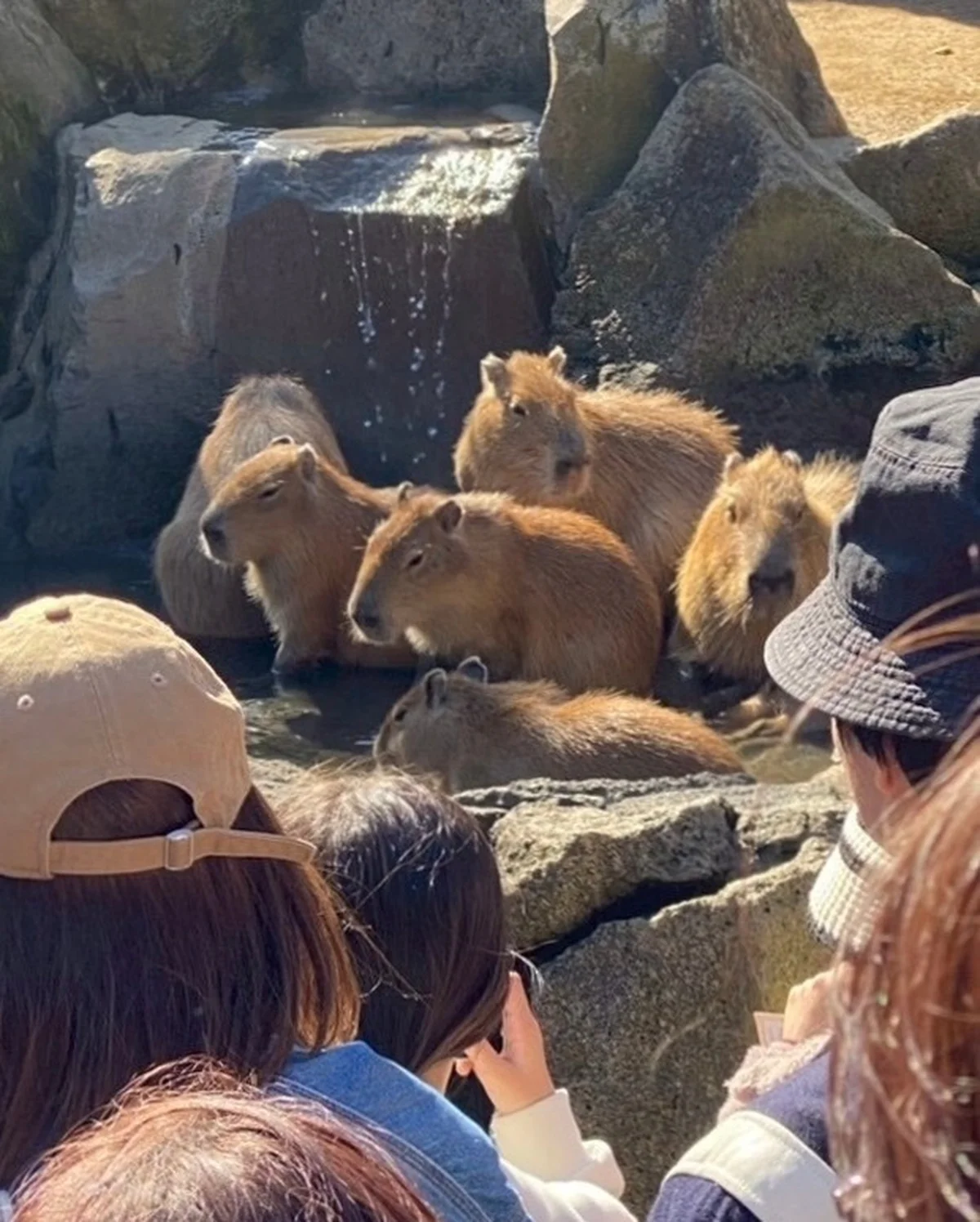 伊豆シャボテン動物公園 カピバラの温泉 ゆず湯