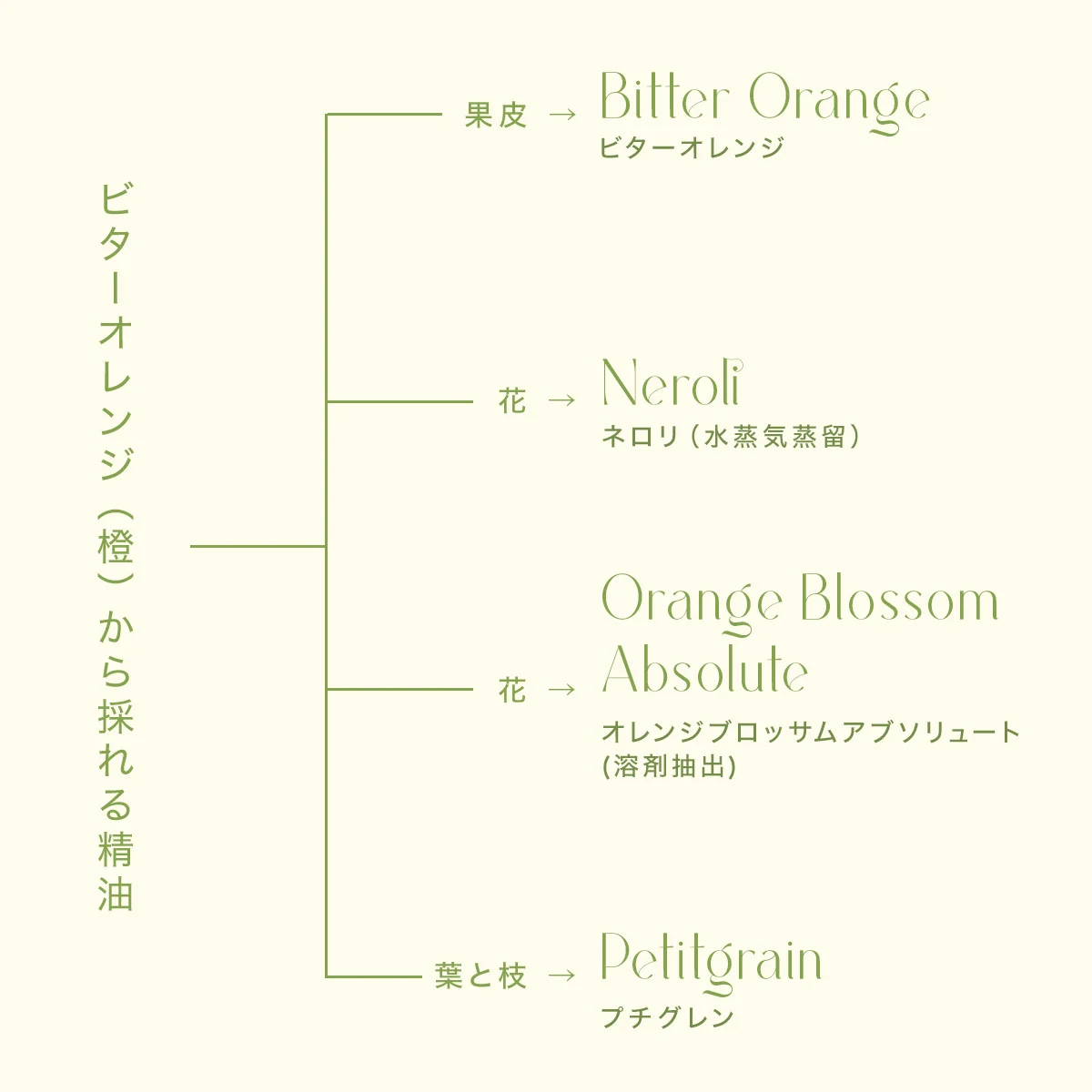 ネロリって何の花？の画像_2