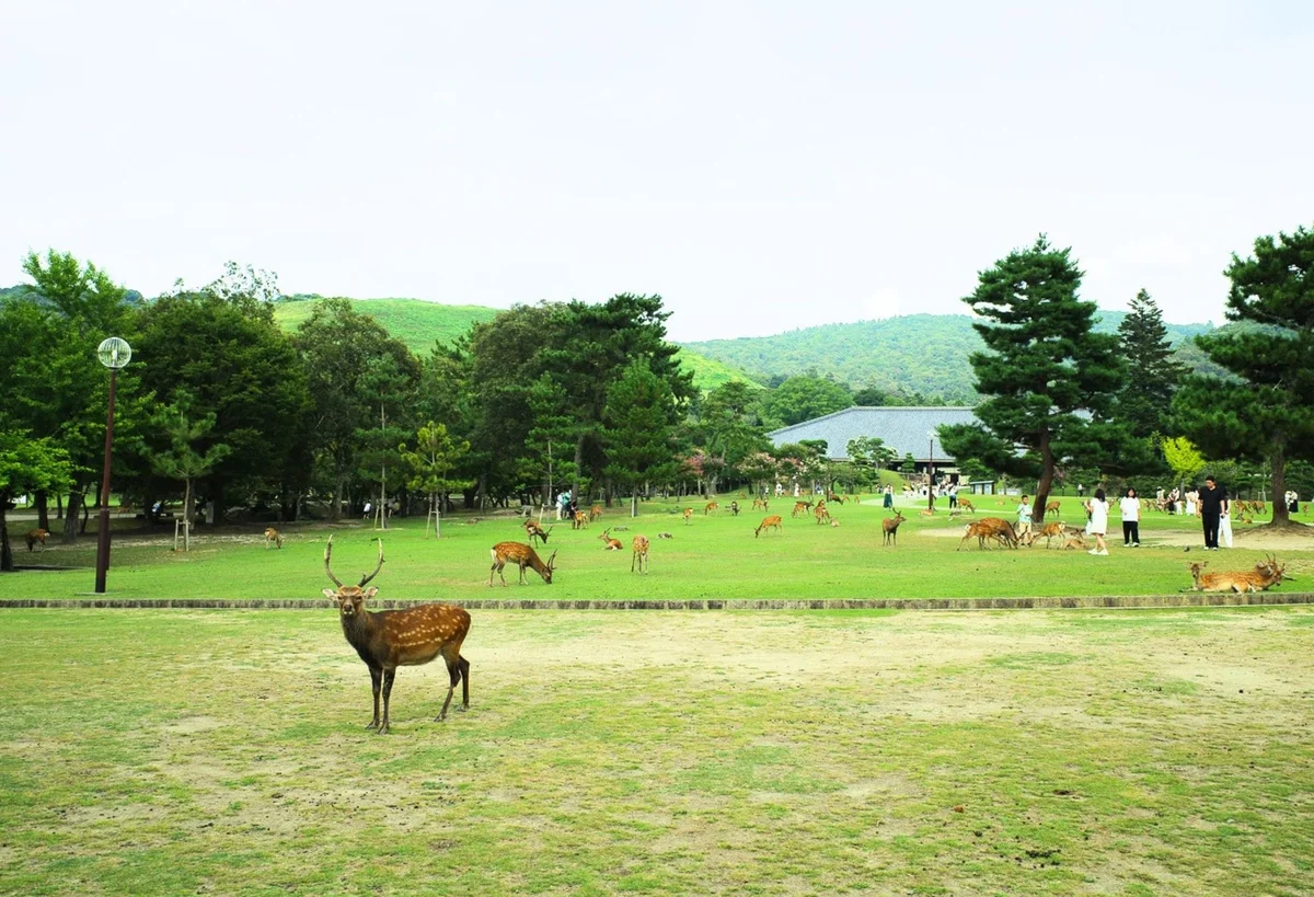 【奈良開運旅】奈良公園