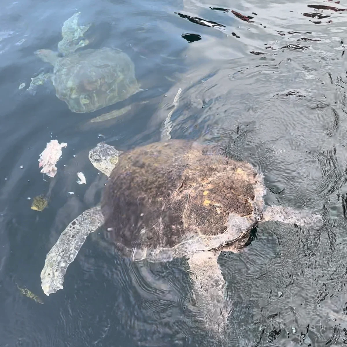 ガヤ アイランド リゾートで保護されたウミガメ