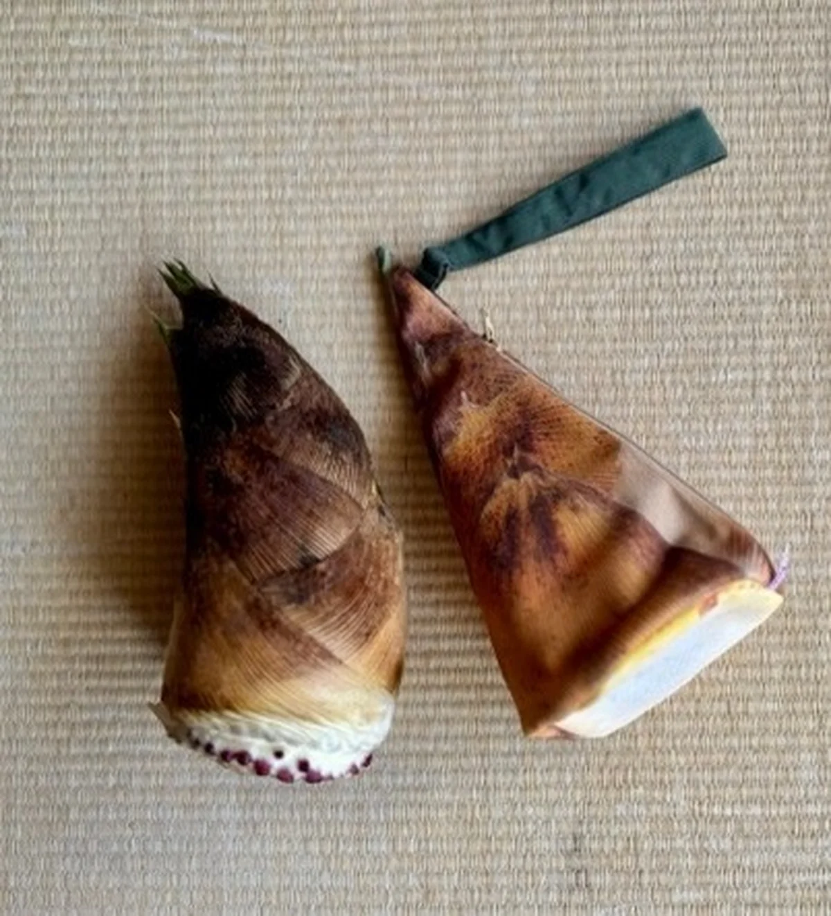 台湾「喜樹」のリアルなタケノコ型布製ポーチを本物の筍と並べて