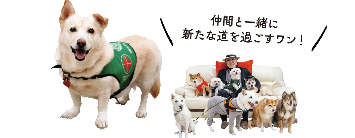 捨て犬が優秀なセラピードッグに。動物介在の画像_6