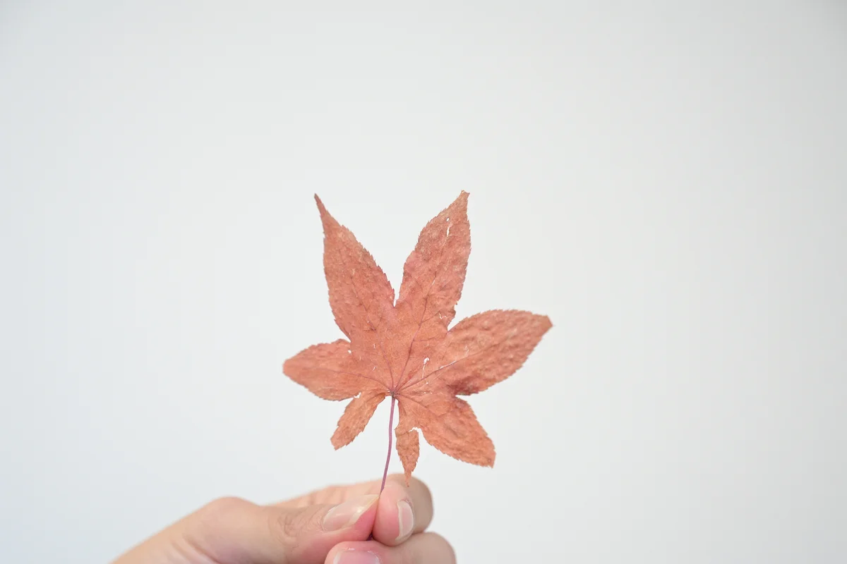 未来に向けた対話のために。【若者気候訴訟の画像_7