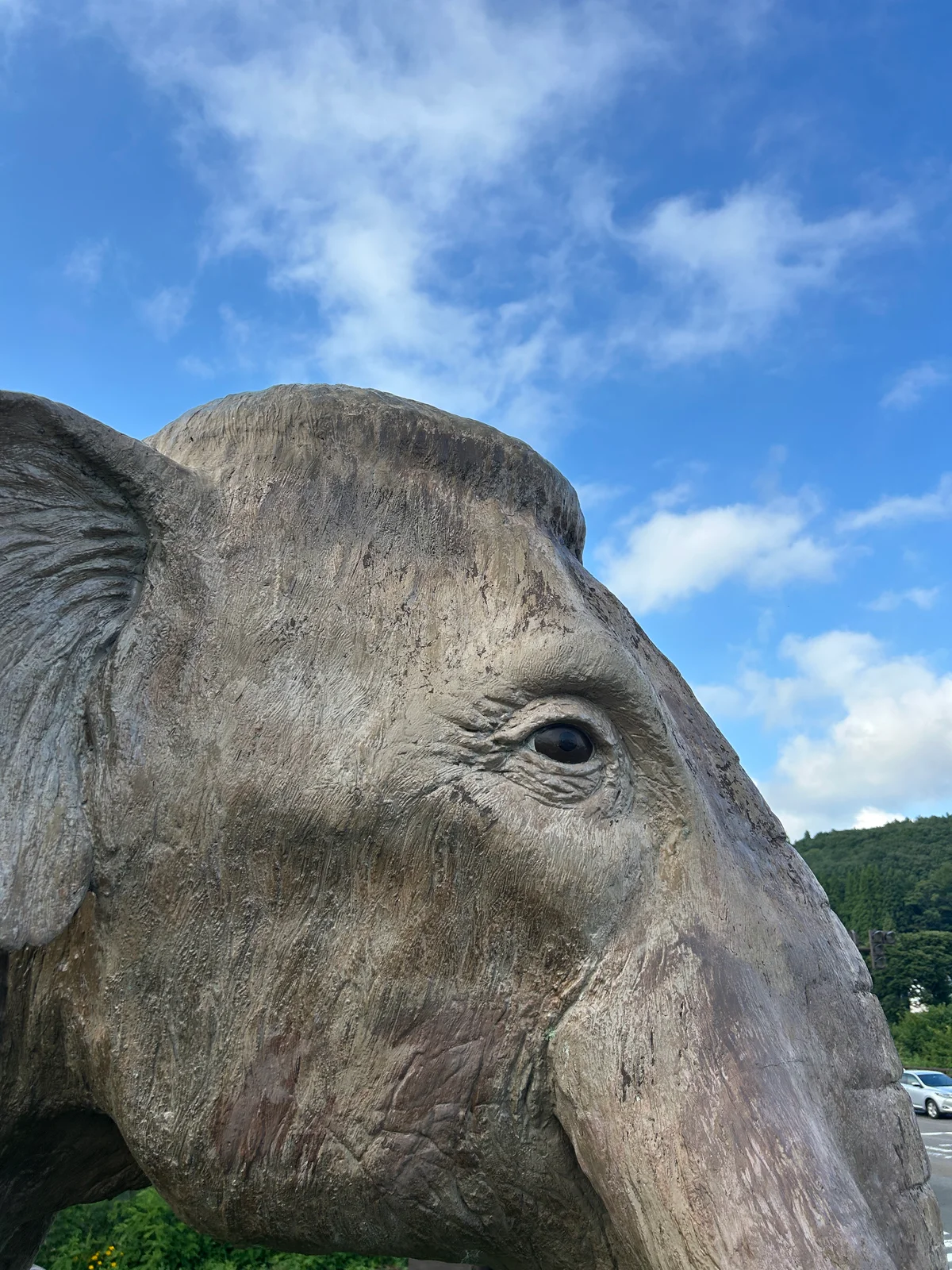 ベレー帽のように出っ張った骨