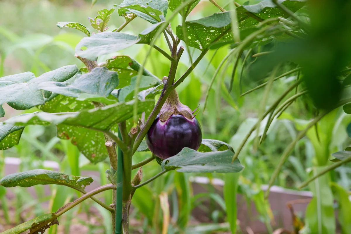 原宿はらっぱファーム　農園の野菜