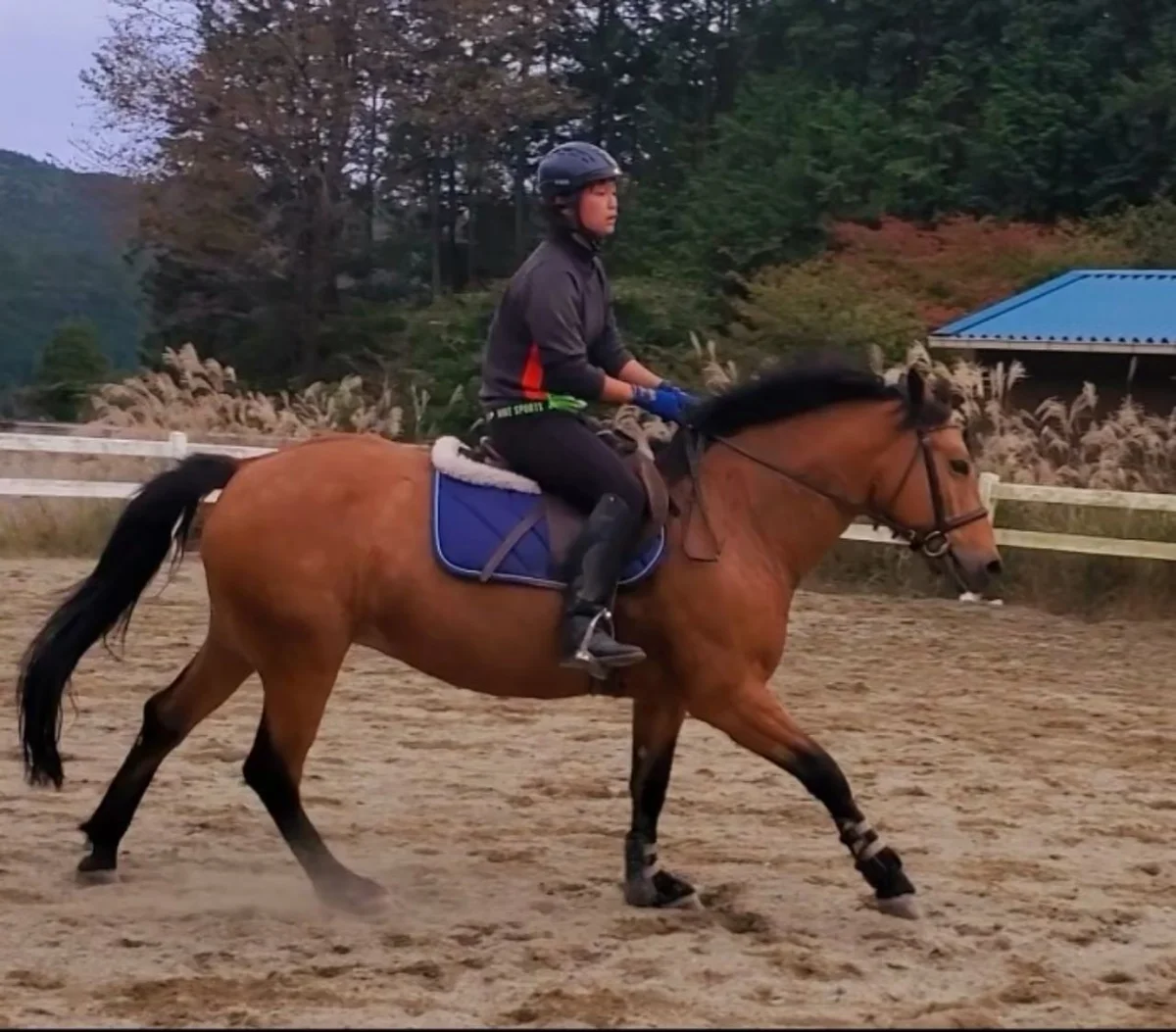 乗馬をする末吉凪さんの写真