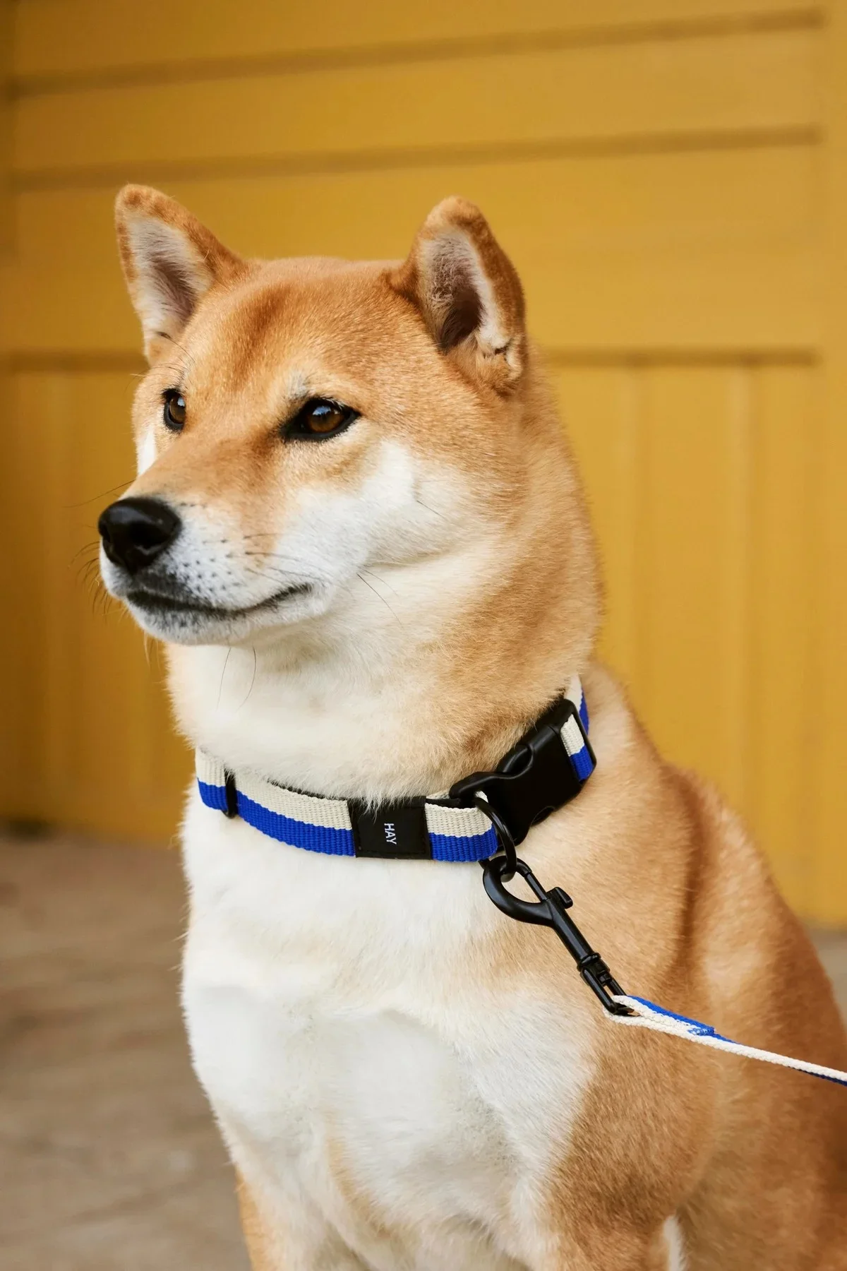 HAY　「HAY DOGS COLLAR FLAT」