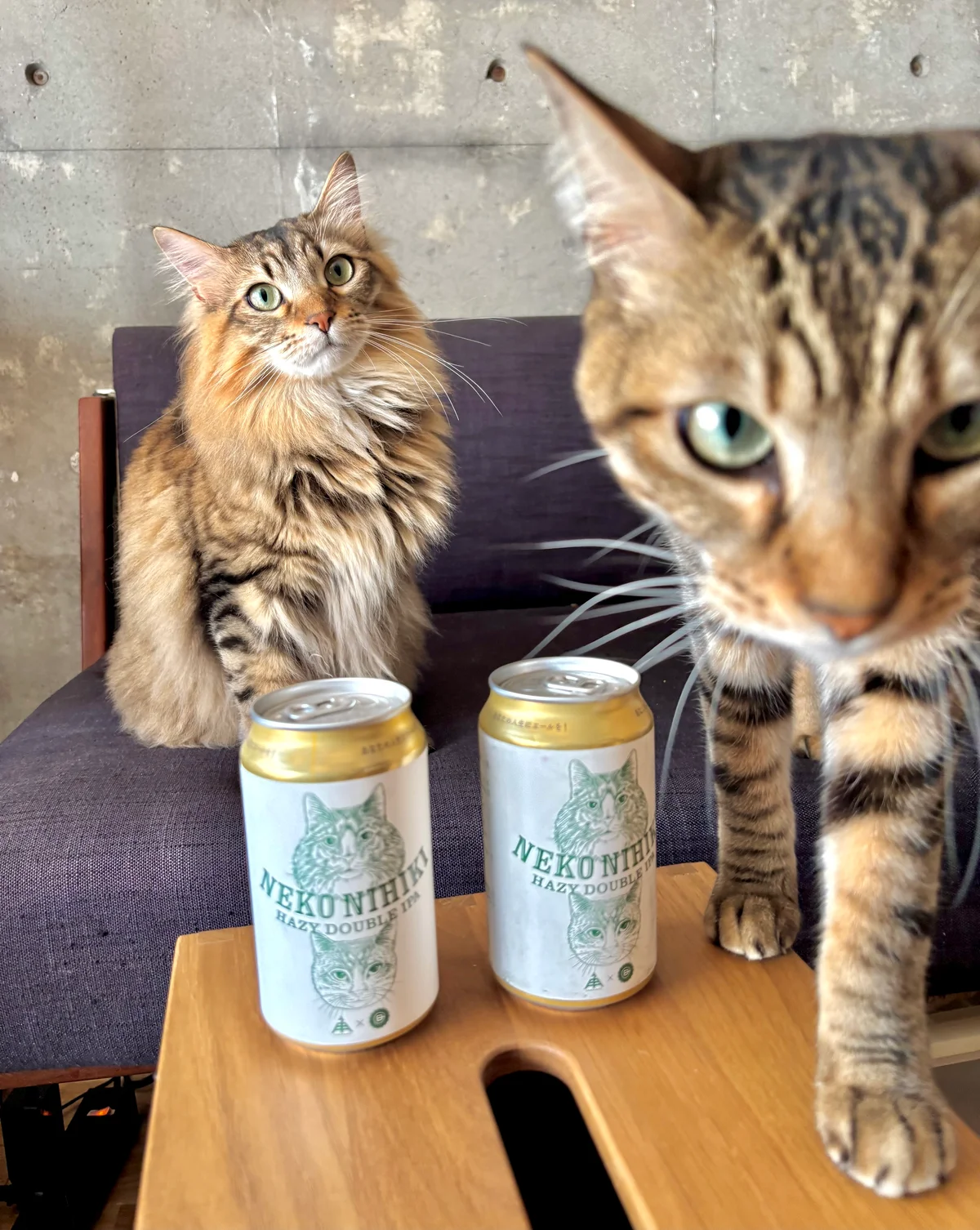 クラフトビール、伊勢角屋麦酒の「ねこにひき」缶と猫２匹