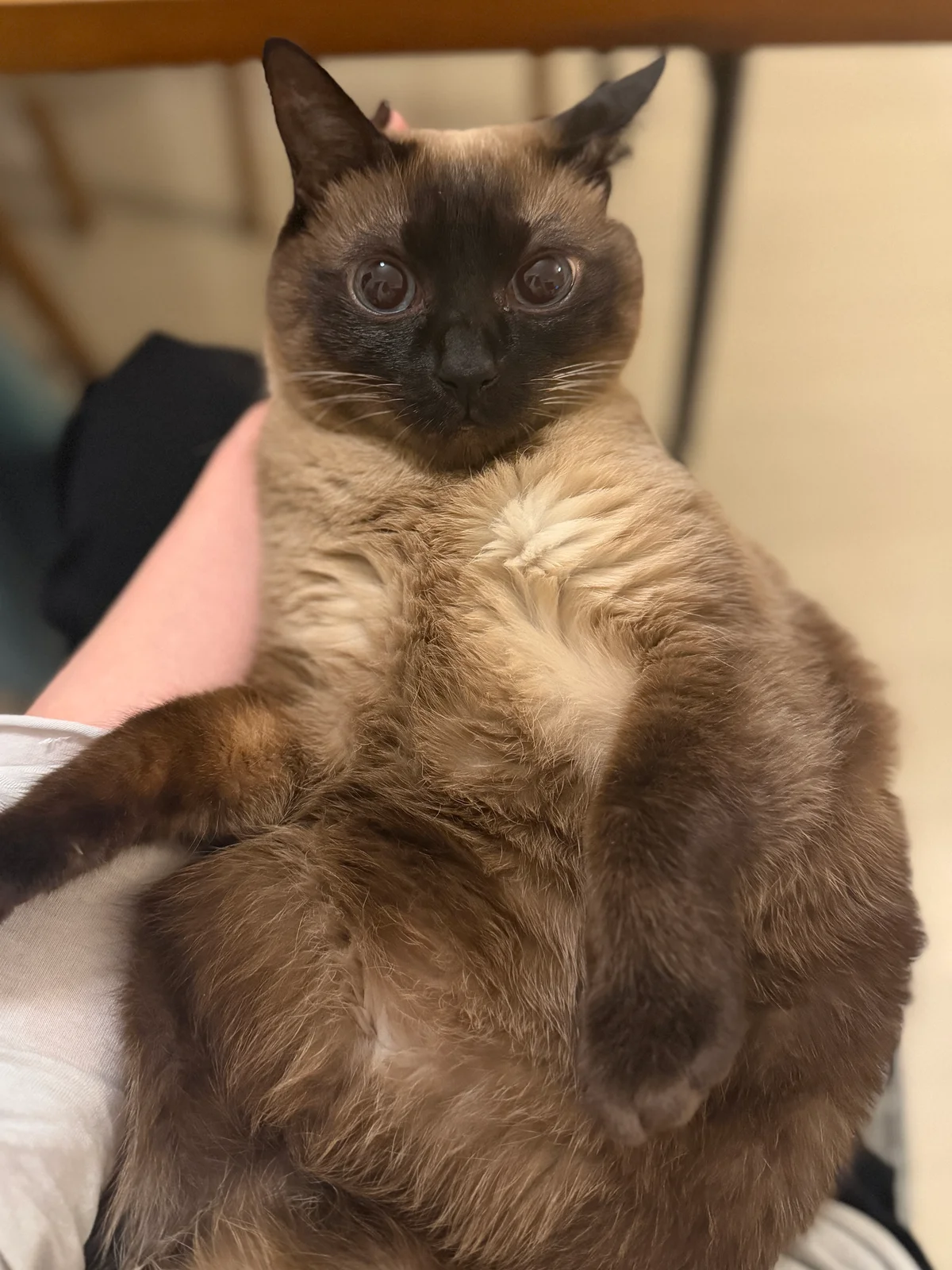 エディター戸塚の家族、シャム柄雑種猫、宮の写真