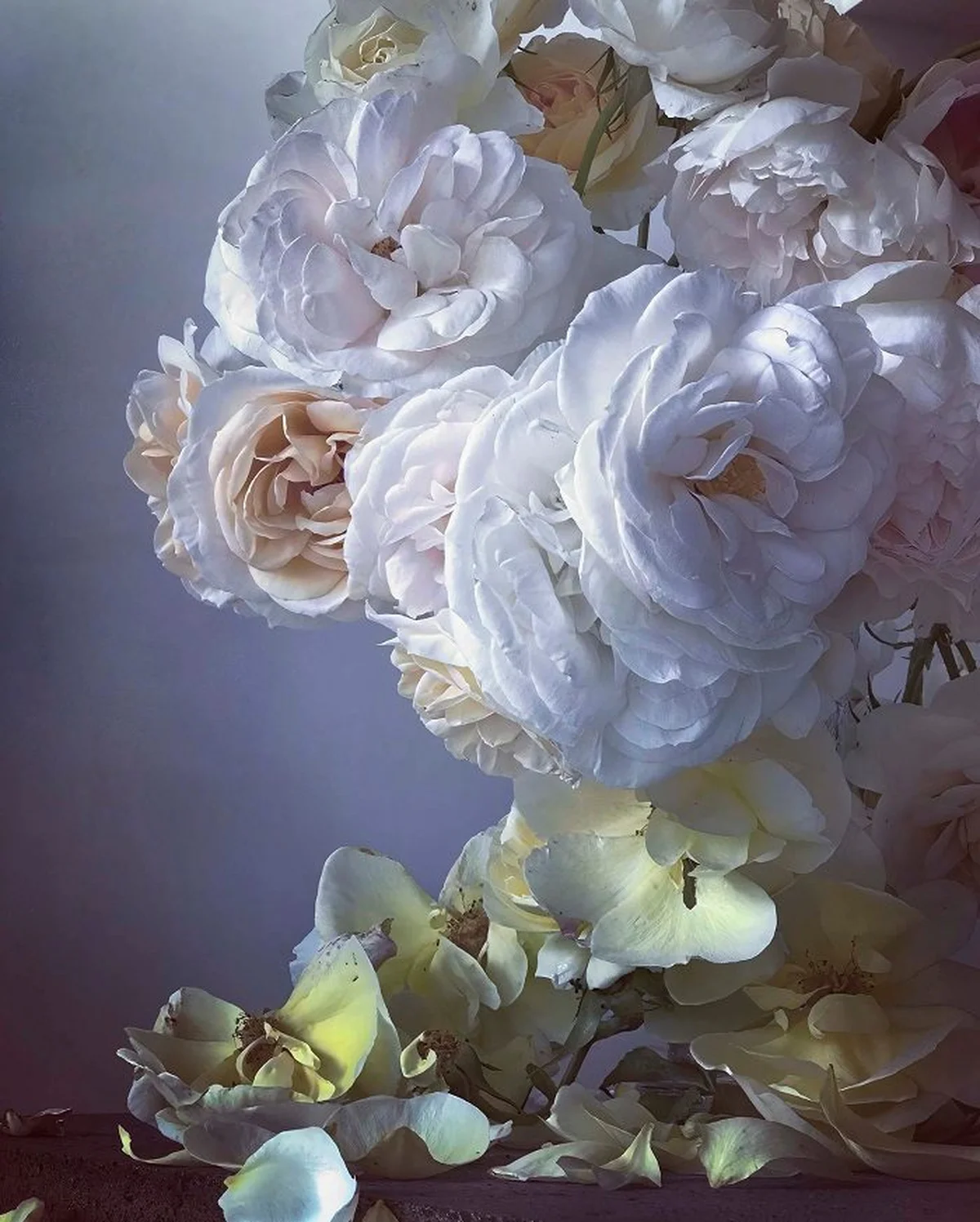 薔薇の美しさと儚さを細密に表現。ニック・の画像_5