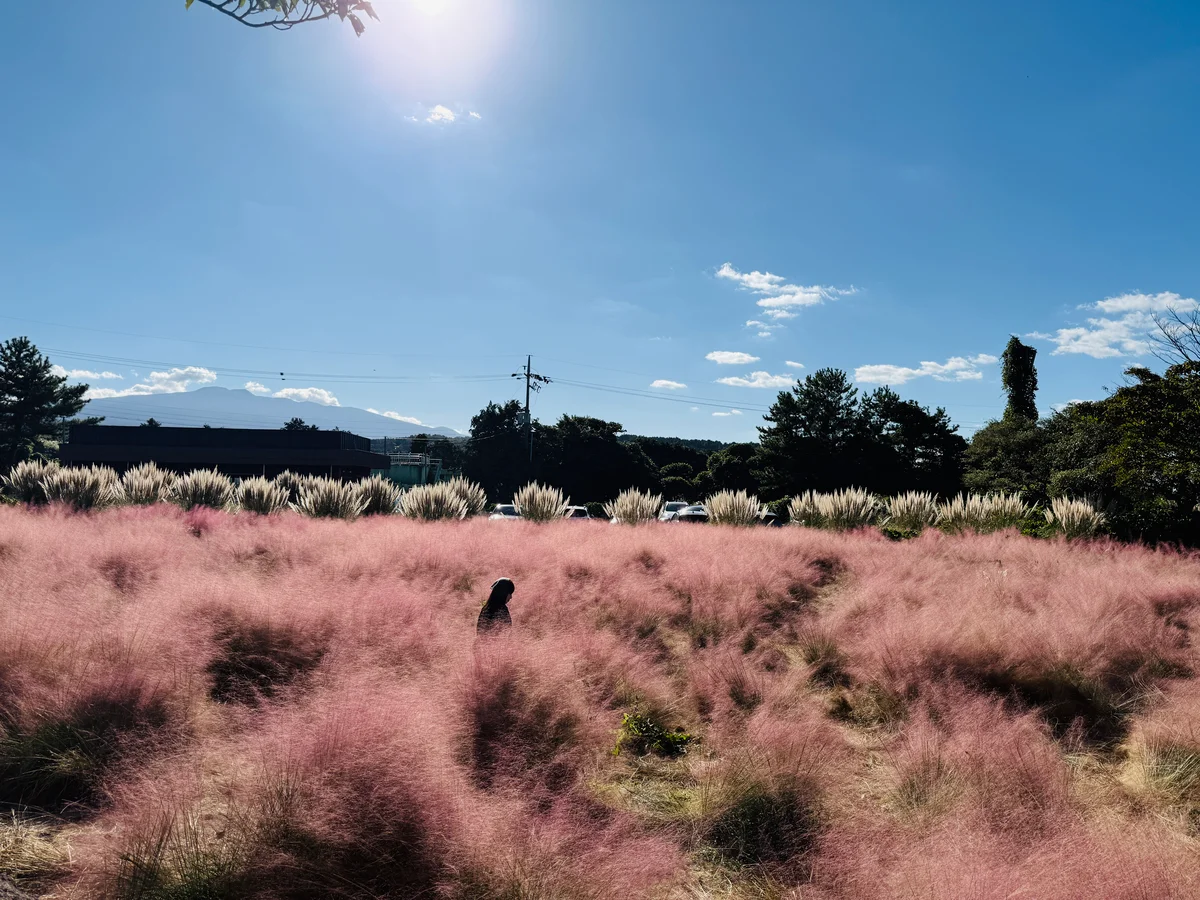 ピンクミューリー　セミドンサン/새미동산