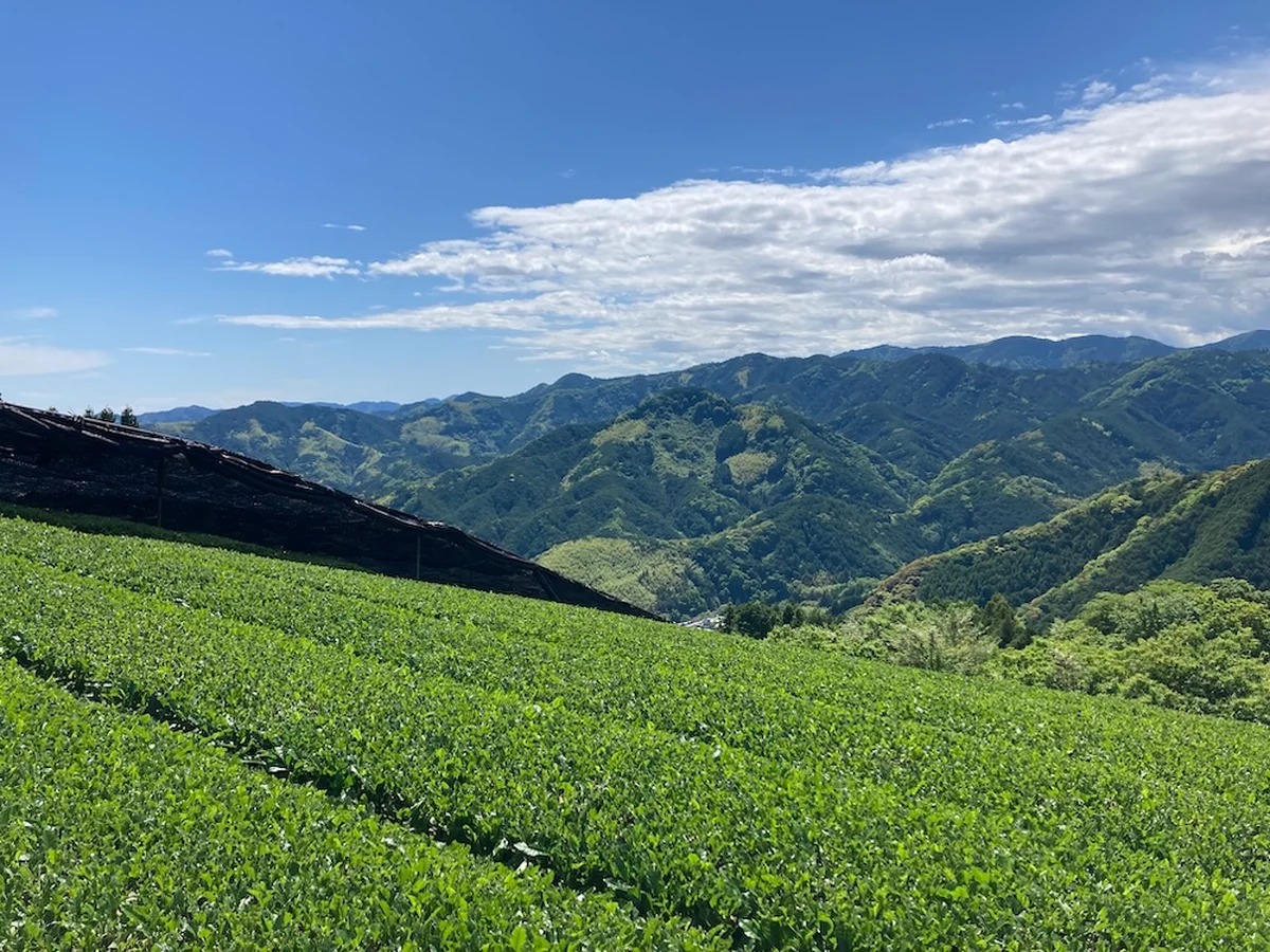 【リンツ】より抹茶「天空の抹茶」を贅沢にの画像_2