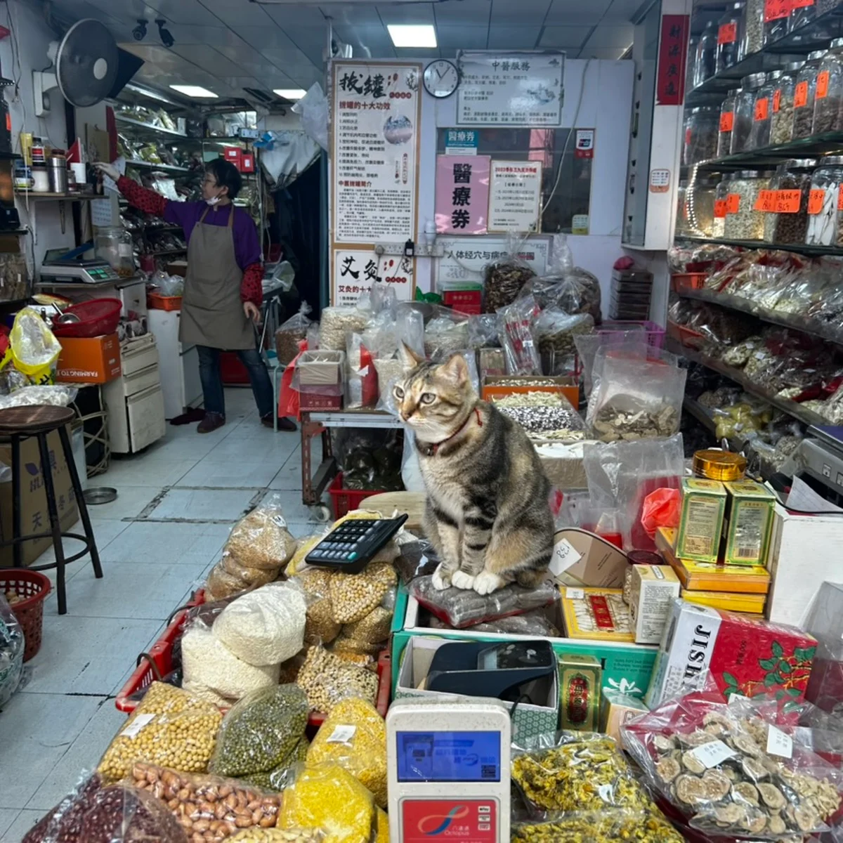 香港の乾物店の猫の画像