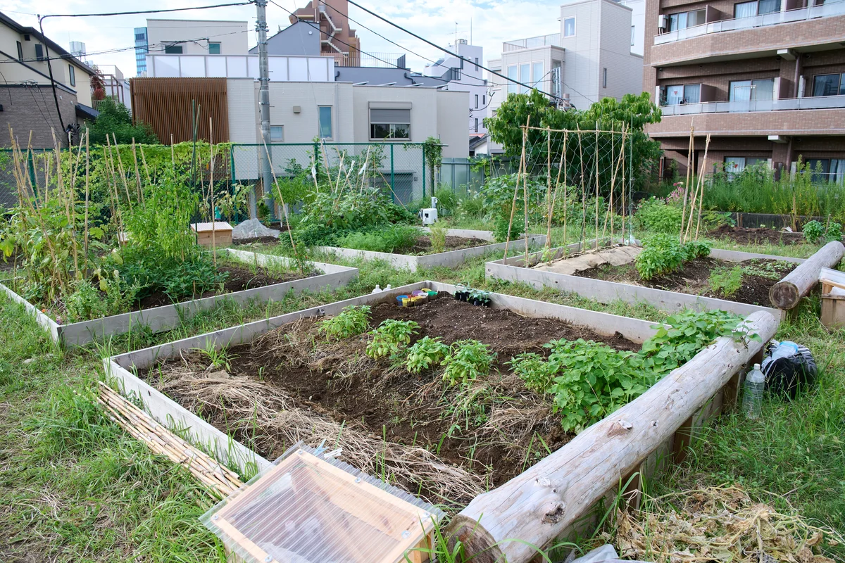 原宿はらっぱファームの畑
