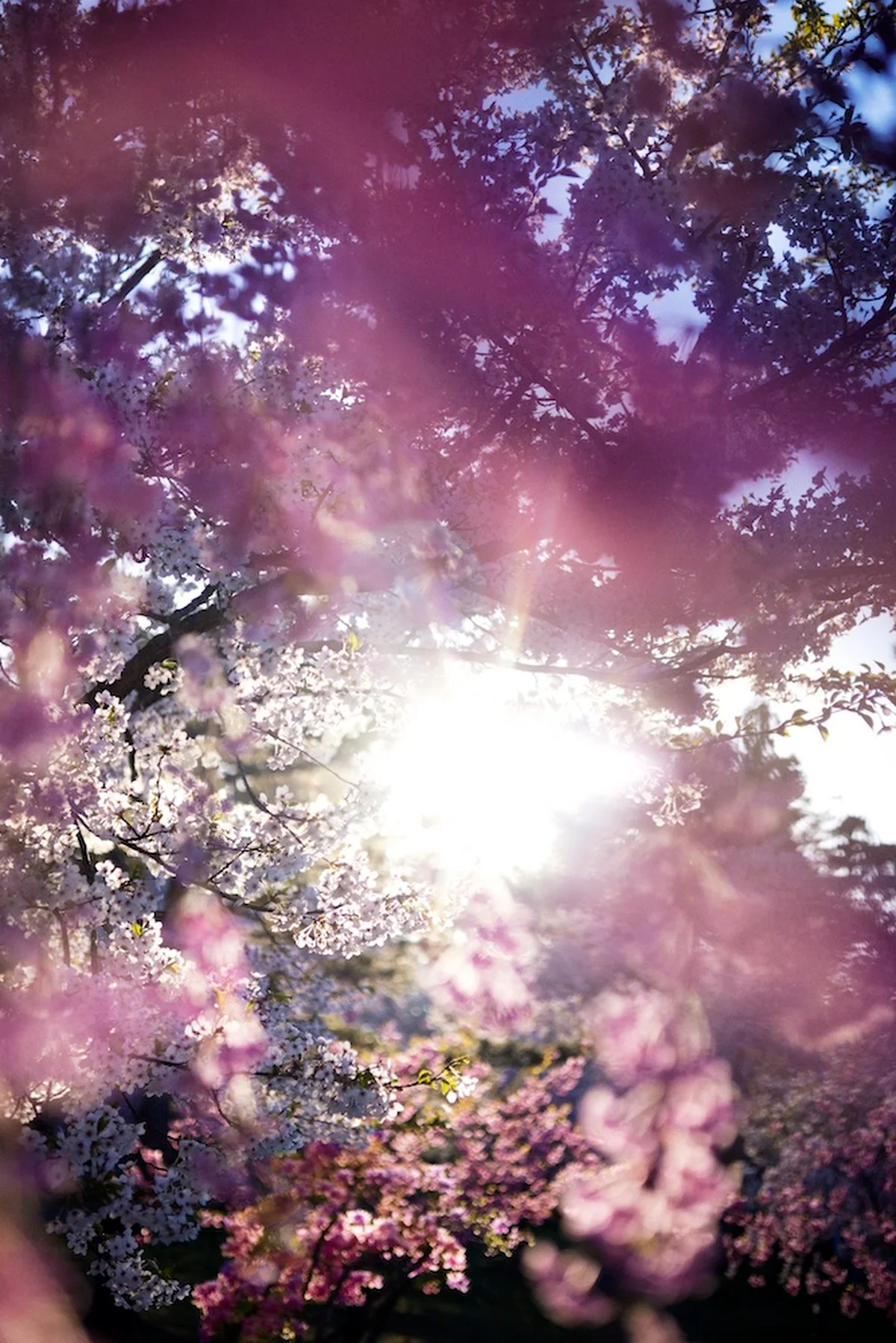 クライマックスは弘前の桜！「蜷川実花展 の画像_1