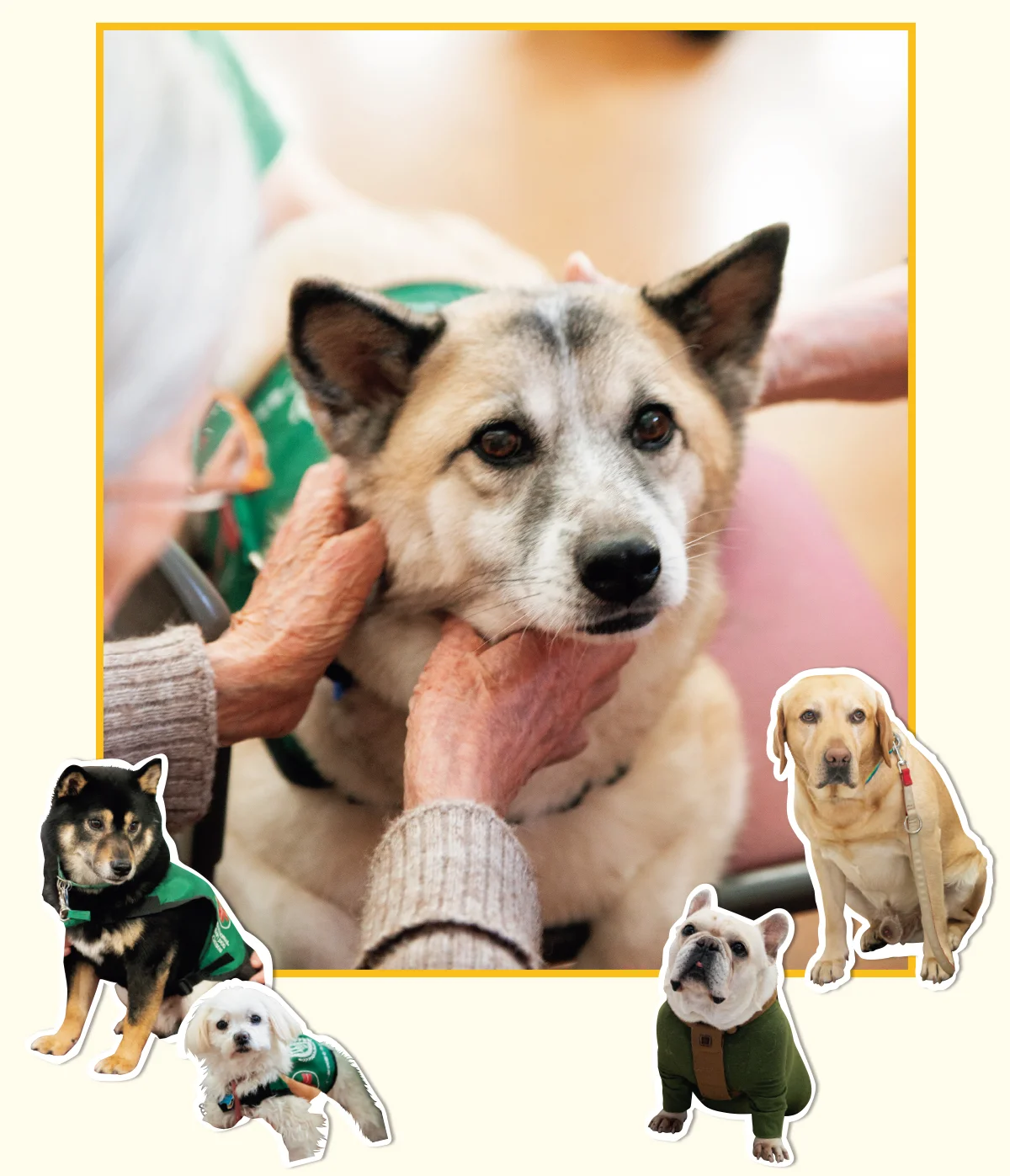 公益社団法人　日本動物病院協会