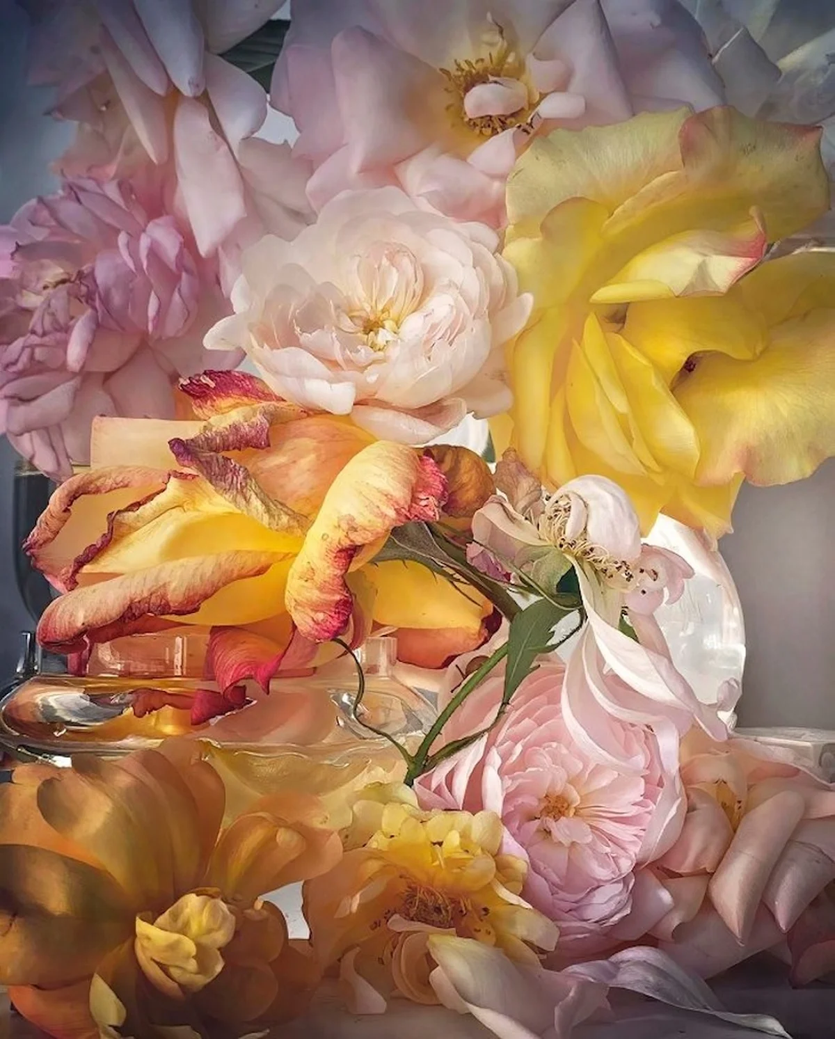 薔薇の美しさと儚さを細密に表現。ニック・の画像_2