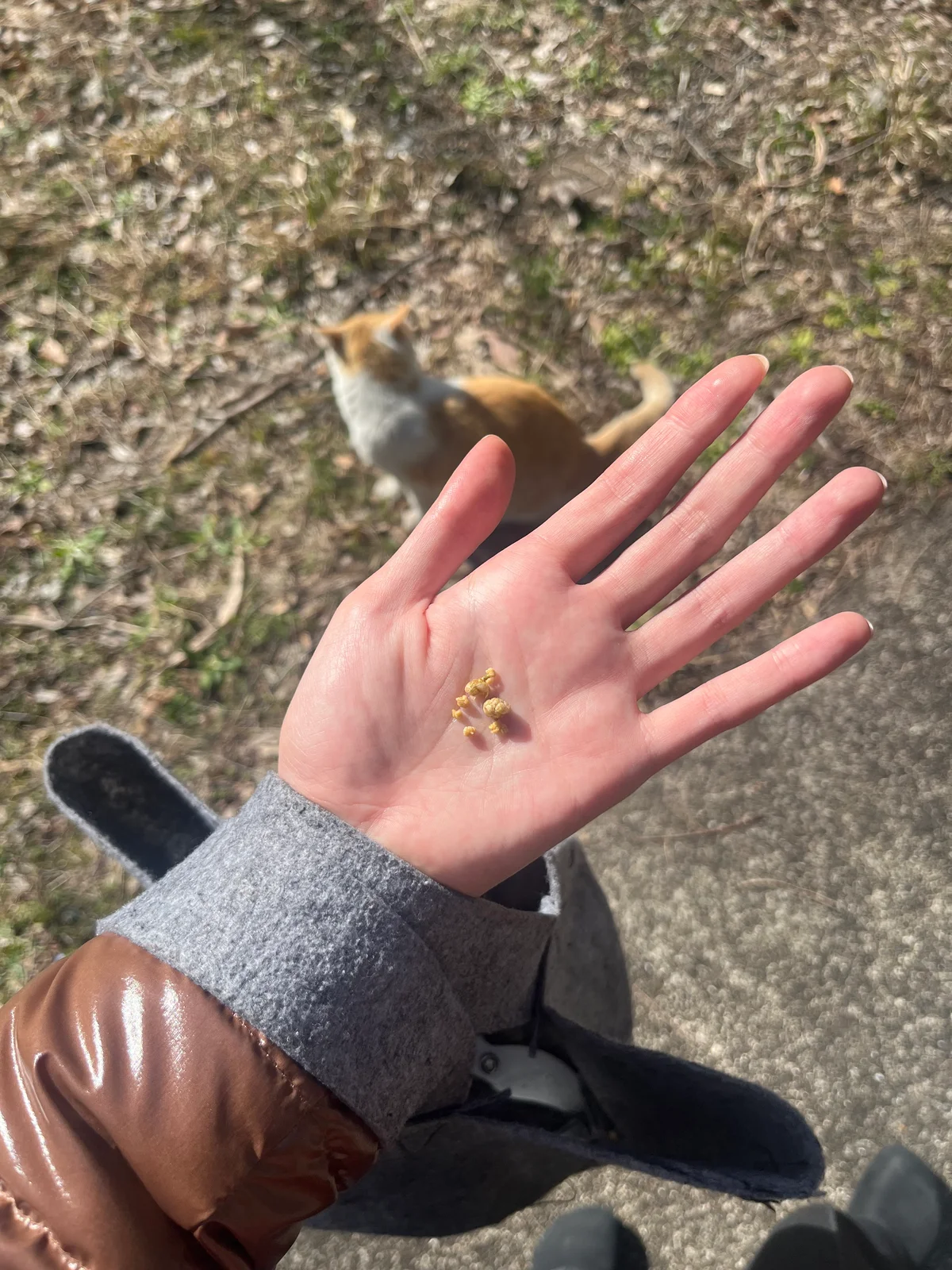 千葉県大多喜 mitosaya薬草園蒸留所 ガーデンツアー 視覚だけでなく、触覚や嗅覚でも楽しむことができる